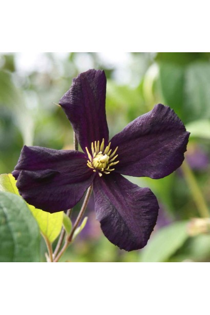 Квітка клематису Romantika